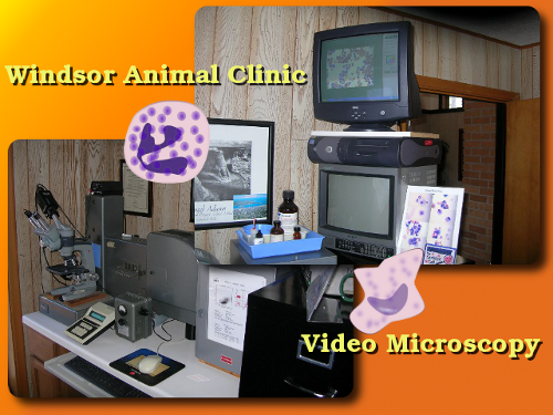 veterinary video microscopy used at the Windsor Animal Clinic