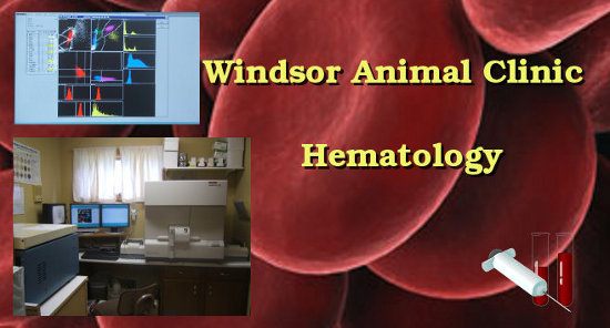 veterinary hematology (blood work) done at the Windsor Animal Clinic