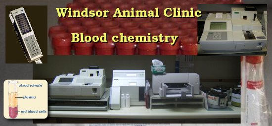 blood chemistry machines used at the Windsor Animal Clinic