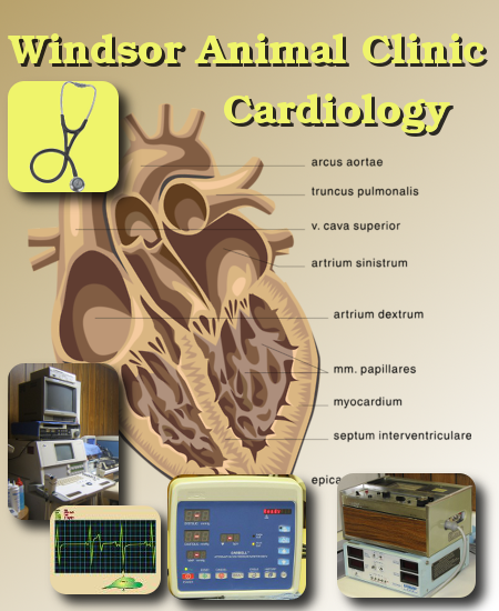 veterinary cardiology (heart) at the Windsor Animal Clinic