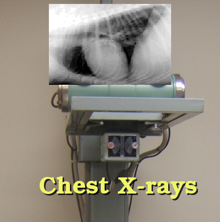 veterinary chest x-rays at the Windsor Animal Clinic