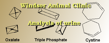 Analysis of urine done at the Windsor Animal Clinic