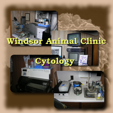 veterinary cytology done at the Windsor Animal Clinic