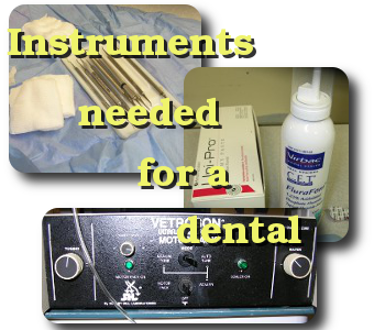 veterinary dental instruments used at the Windsor Animal Clinic