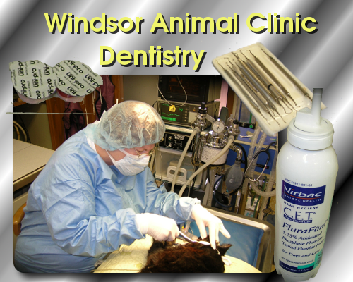 veterinary dentistry at the Windsor Animal Clinic