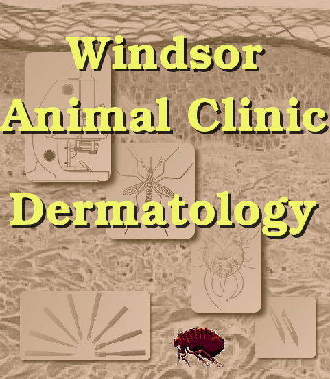 veterinary dermatology (skin diseases) diagnosed at the Windsor Animal Clinic