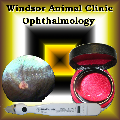 veterinary ophthalmology at the Windsor Animal Clinic