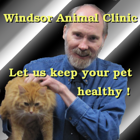 Dr. Jeff Cripps at the Windsor Animal Clinic