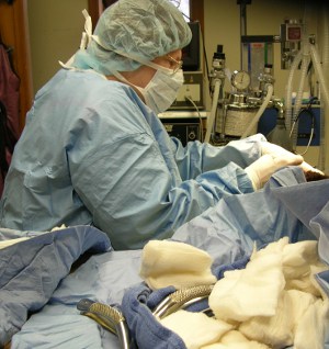 Kathy doing a veterinary dental at the Windsor Animal Clinic