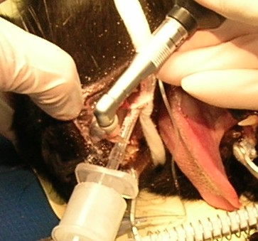 Kathy polishing teeth at the Windsor Animal Clinic