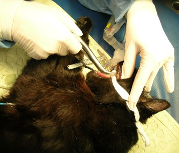 Kathy scaling teeth at he Windsor Animal Clinic