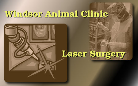 veterinary laser surgery at the Windsor Animal Clinic