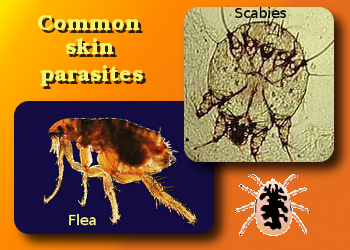 common pet skin parasites