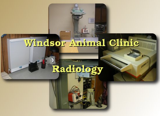 veterinary x-rays (radiology) at the Windsor Animal Clinic