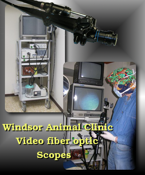 veterinary endoscope used by Dr. Jeff Cripps at the Windsor Animal Clinic