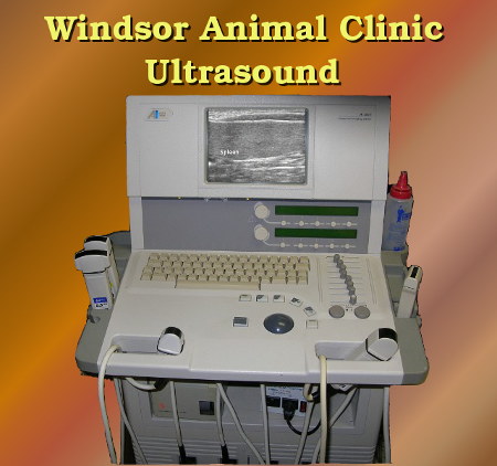 veterinary ultrasound at the Windsor Animal Clinic